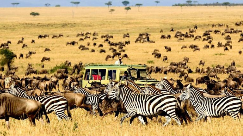 "Serengeti Symphony: A Dance of Wilderness and Wonder.